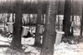 Sugaring