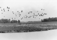 Geese Take Flight
