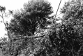 Hurricane Hugo Fallout