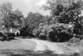 Dirt road and leafy trees
