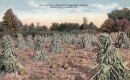 Typical Harvest Scene