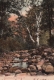 Stony Brook