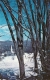 Winter Scene