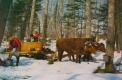 Gathering Maple Sap