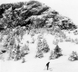 Snowy hill with trees