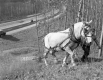 Carrying Fencing for the National Fence Co.