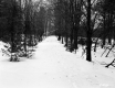 Winter Landscape