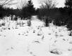 Winter Landscape