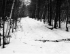 Winter Landscape