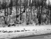 The Welch's Property