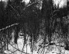 The Welch's Property