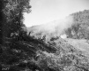 Clearing Trees for Road Construction