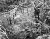 Forest at I-89 Construction Site between Williston and Colchester, Looking East