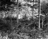 Forest near Derby