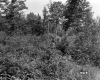 Forest near Derby