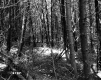 Forest near Derby