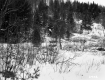 Forested Hills in the Snow