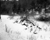 Forested Hills in the Snow