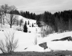 Forested Hills in the Snow