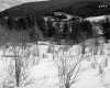 Forested Hills in the Snow