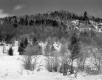 Forested Hills in the Snow