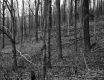 Deciduous Forest