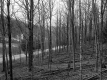 Deciduous Forest
