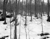 Forest in Snow