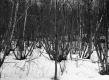 Forest in Snow