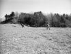 Tree Planting on I-91 in Guilford