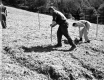 Tree Planting on I-91 in Guilford