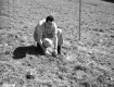Tree Planting on I-91 in Guilford