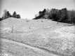 Tree Planting on I-91 in Guilford