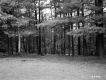 View toward Forest