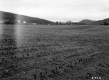 Farmstead and Agricultural Fields