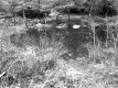 Small Pond