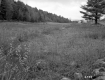 Grassy Meadow