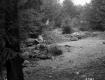 View toward Forest