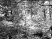 Thick Forest