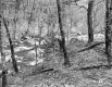 Creek through Forest