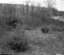 Shrubs and Trees