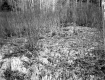 Shrubs and Trees