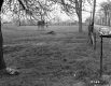 Fenced Pasture