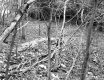 Branches, Sticks, and Leaves