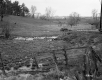 Icy Pasture