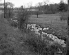 Flooded Pasture
