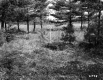 Stand of Conifers
