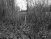 Trees and Underbrush