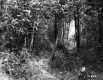 View into Forest