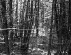 View into Forest